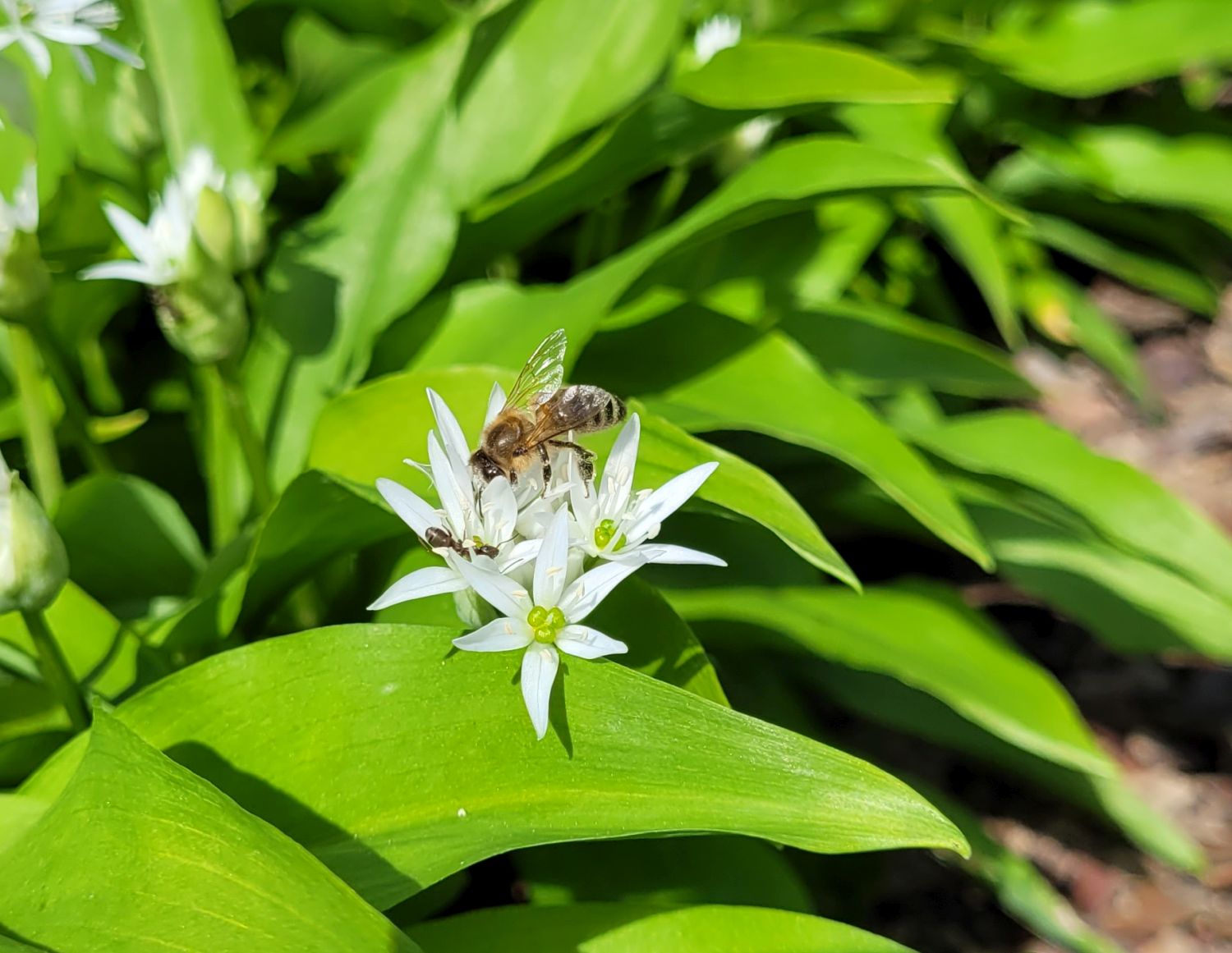 Nina's Recipes: Wild Garlic / Bear's Garlic / Ramson (Bärlauch) Plants, in the garden, in bloom, with bees