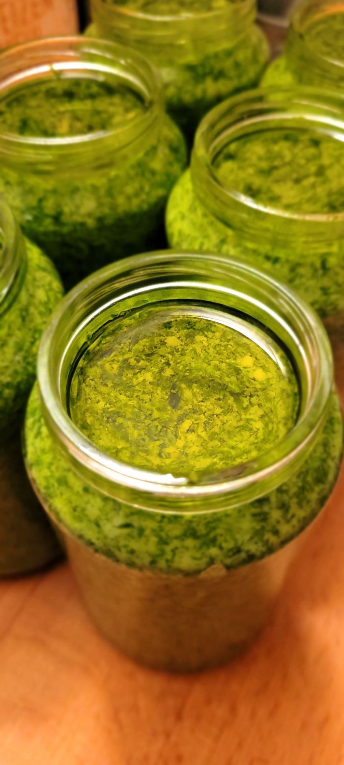 Nina's Recipes: Wild Garlic / Bear's Garlic / Ramson (Bärlauch) Pesto - ready, in a jar, covered with oil on top for better preserving