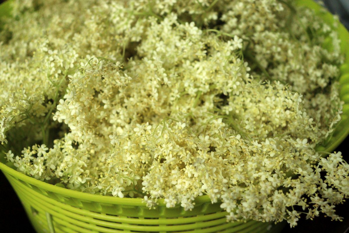 Freshly picked elderflowers in a green basket