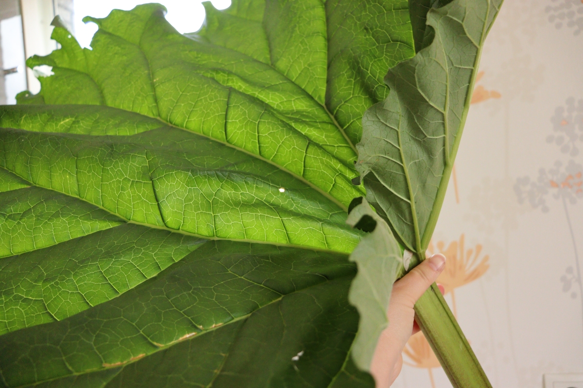 Green rhubarb stalk with a very big leaf