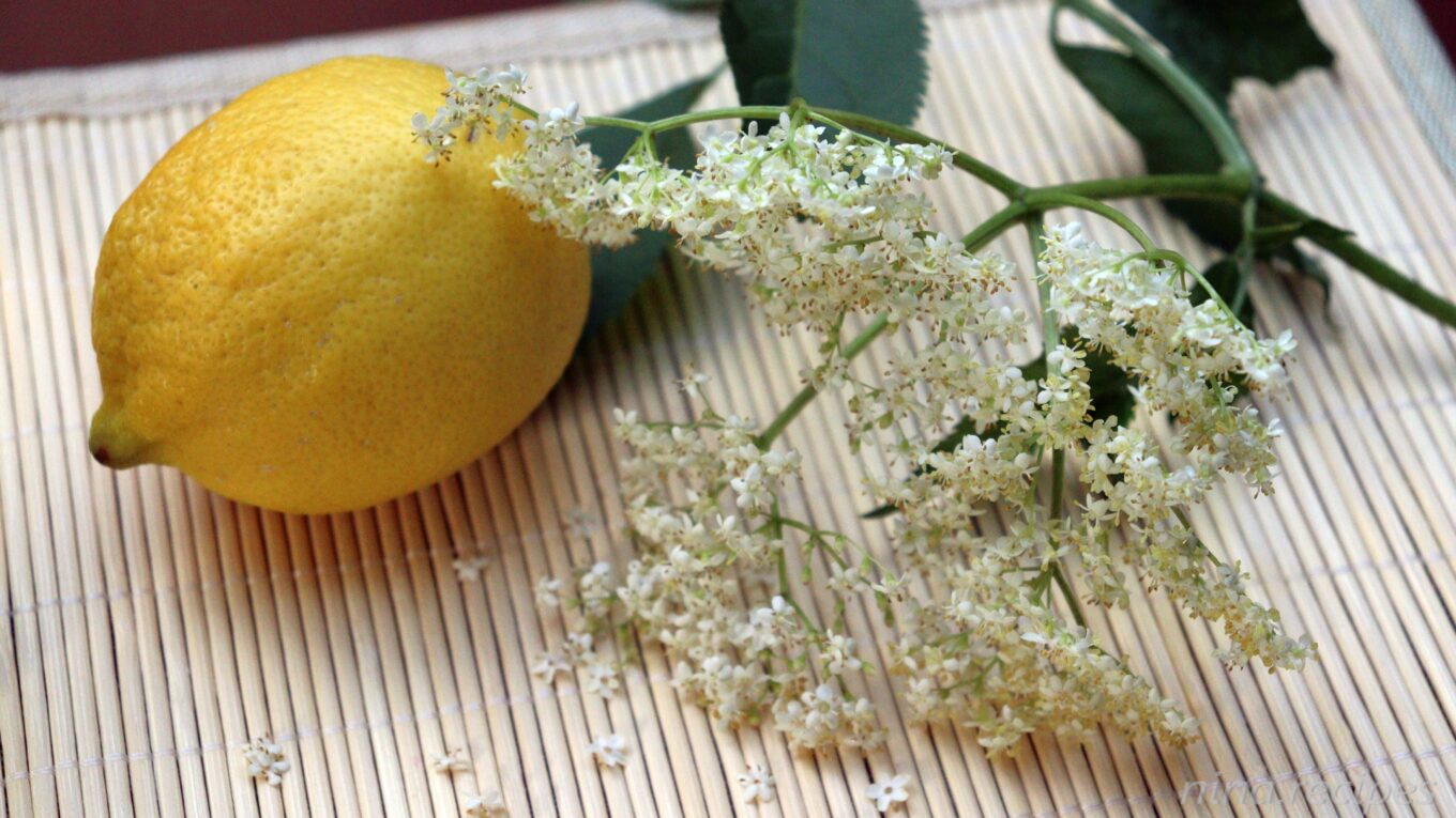 Elderflower and lemon used to make a delicious elderflower syrup or elderflower lemonade