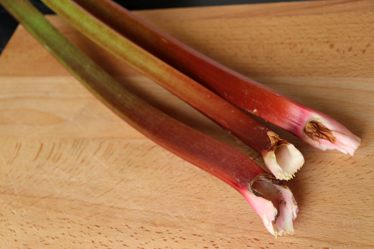 Rhubarb stalks freshly harvested from the garden