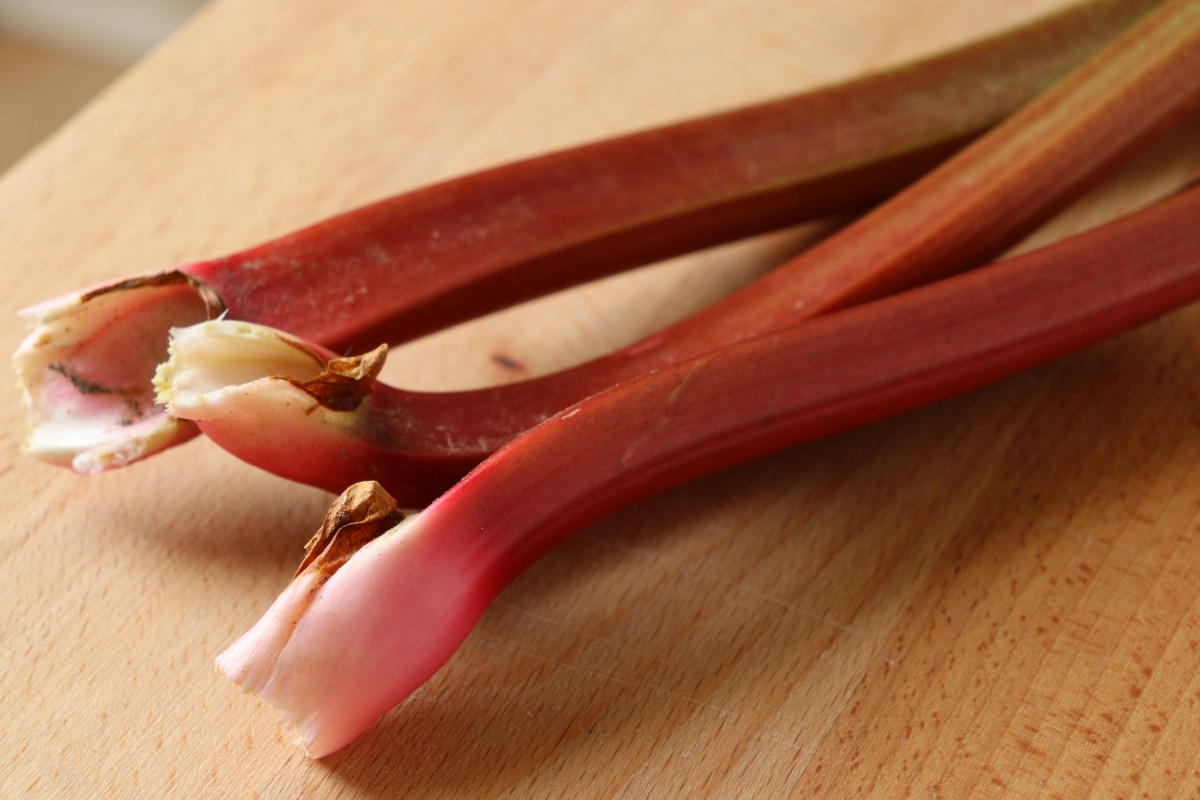 Red rhubarb stalks freshly harvested from the garden