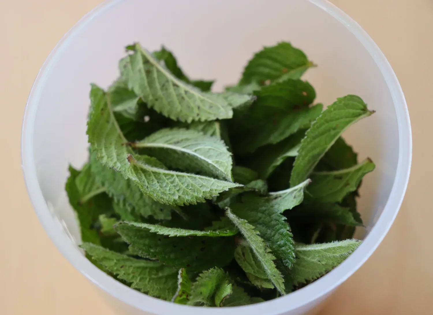 Nina's Recipes: Mint Leaves for After Eight Ice Cream